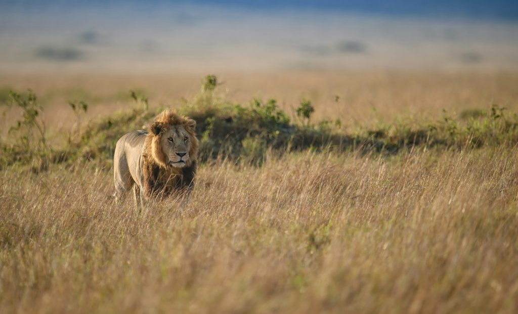 A Lion in Africa