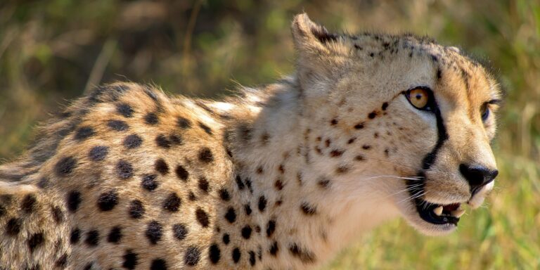 Cheetah, Wildlife Reserve, South Africa