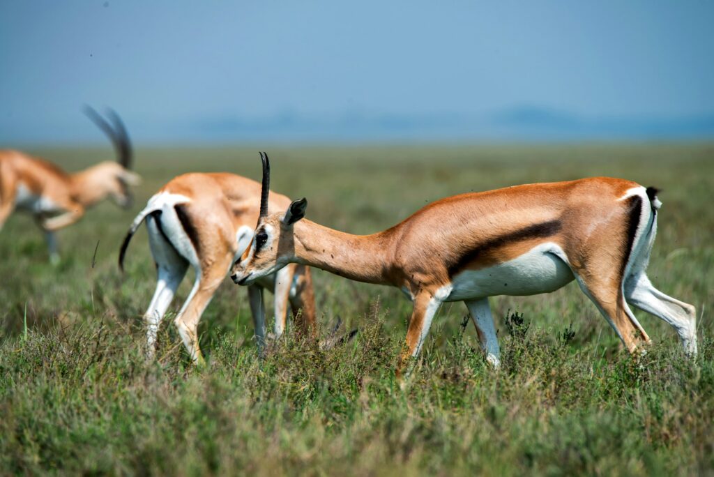 Wild Thompson's gazelle or Eudorcas thomsonii in savannah