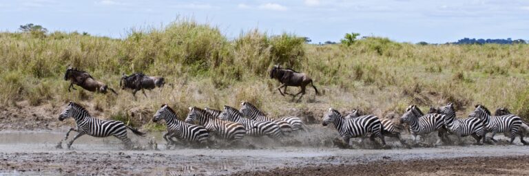 Zebra crossing a river in Serengeti National Park, Tanzania, Africa